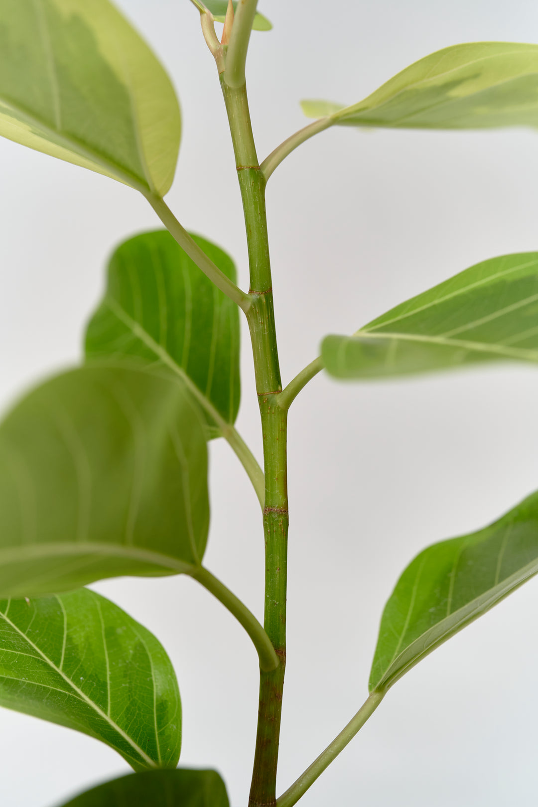 フィカス・アルテシマS – 西和造園