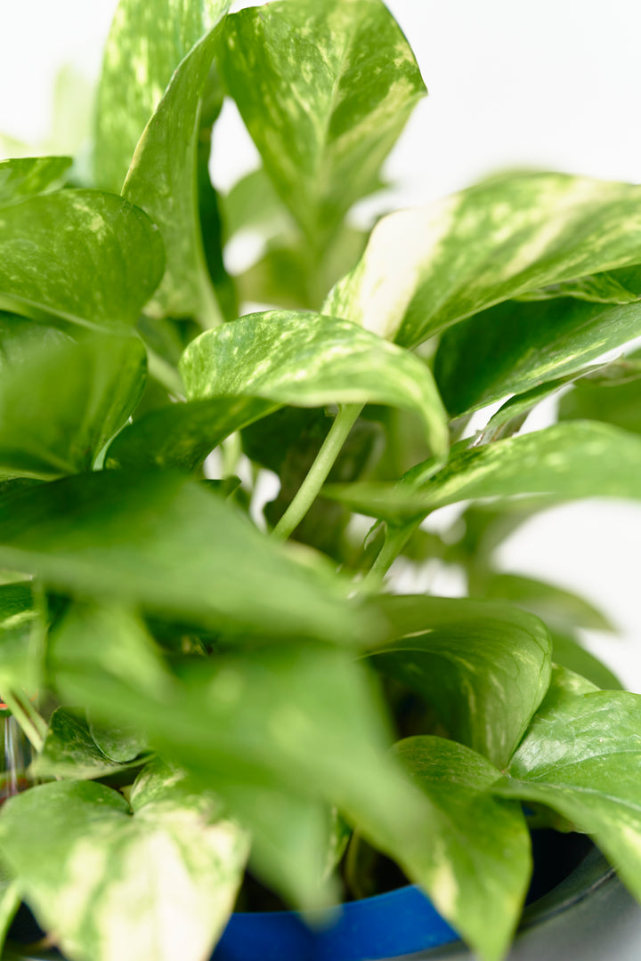 ポトス様 PLANCHU 観葉植物 ポトス ステータス 5号吊り鉢 育て方説明書付き PVP